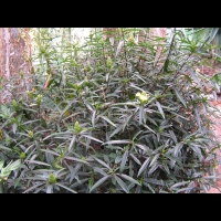 Barleria lupulina (1)